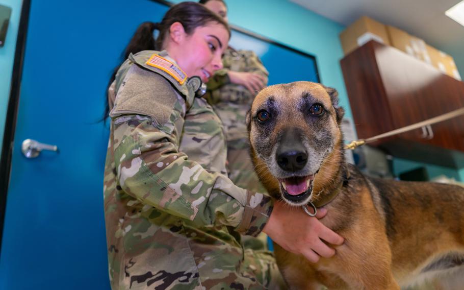 A service member and a brown dog are shown.