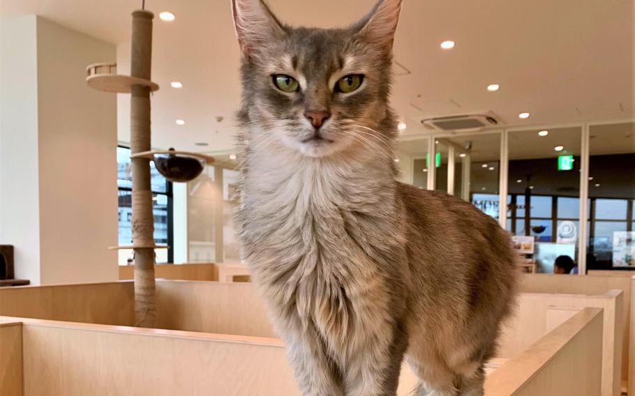 A Somali cat known as Sorari at Cat Cafe MOFF on June 28, 2024.