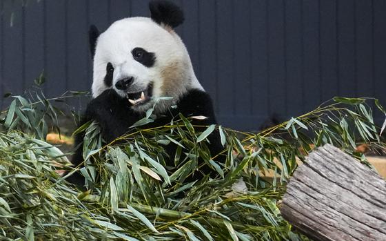 People-loving Bao Li munches on some bamboo. MUST CREDIT: Jahi Chikwendiu/The Washington Post