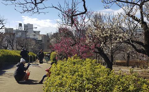 At Hanegi Park in Tokyo, the annual plum blossom festival is underway, offering vibrant hues of pink, white and yellow amidst a delightful fragrance. 