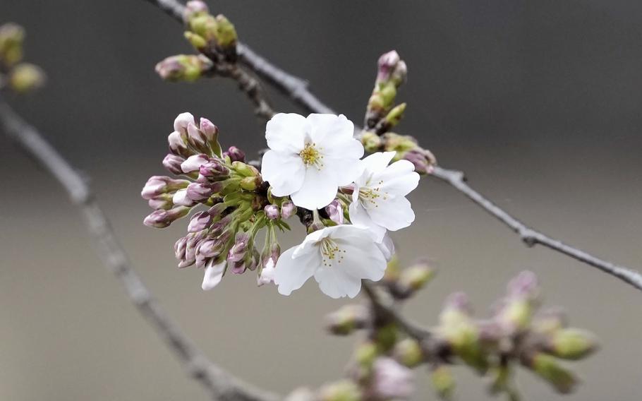 A bloom cherry blossom on a tree