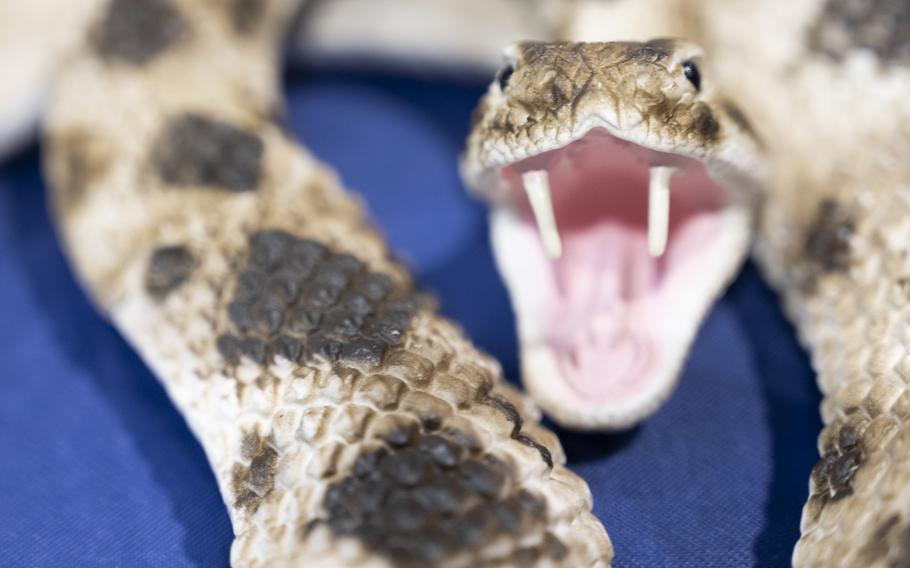 A rubber rattlesnake with fangs bared.