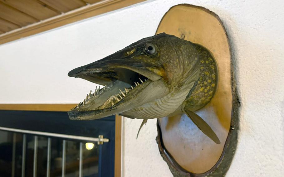 A fish head mounted to a wooden plaque hangs on a wall.