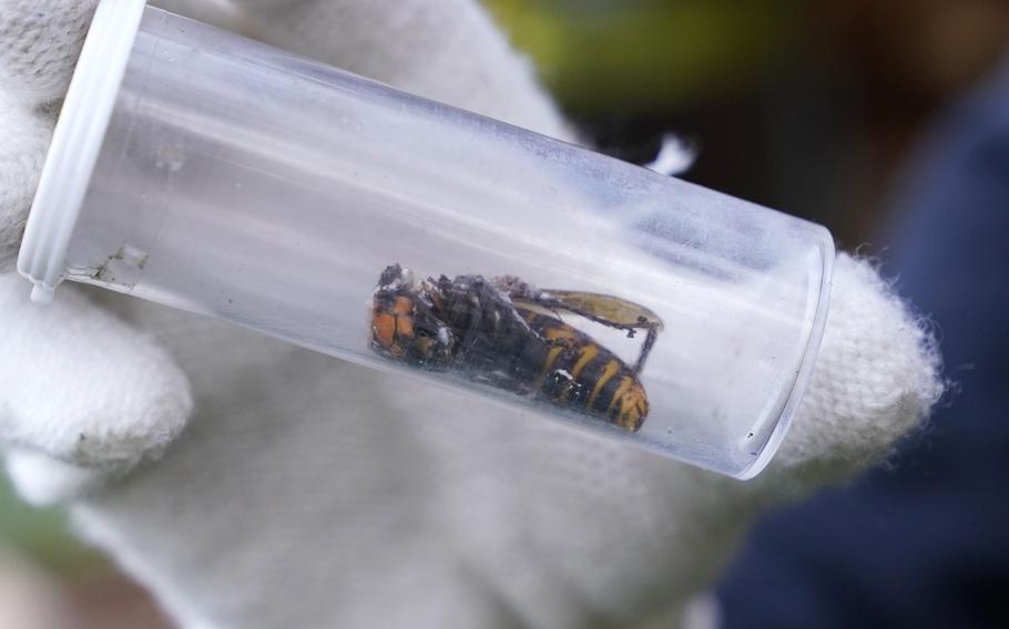 A white gloved hand holds a closed plastic vial containing a large yellow and black hornet.