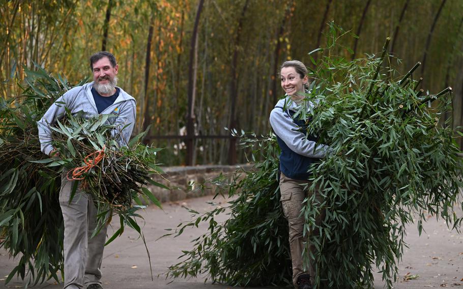 Zoo workers carry bamboo for the three giant pandas as they depart the National Zoo on Wednesday, Nov. 8, 2023.