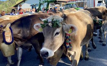 Close-up of cows walking down the road