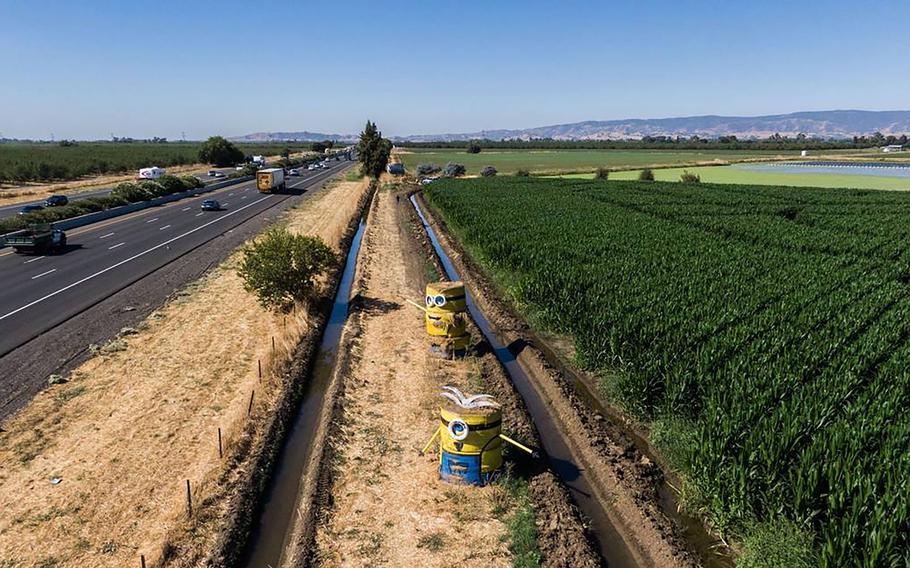 Two Minions created by Juan Ramirez beckon visitors to Cool Patch Pumpkins in Dixon. The hay bale creations have become a popular landmark as motorists head along Interstate 80 from Sacramento to the Bay Area. 