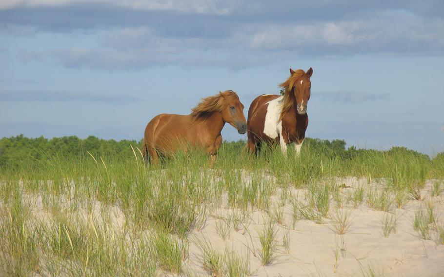 Wild horses on the dunes at Assateague Island National Seashore, which is located on Assateague Island off the coast of Maryland and Virginia. There are two herds — the Chincoteague ponies of Virginia and the Maryland herd.