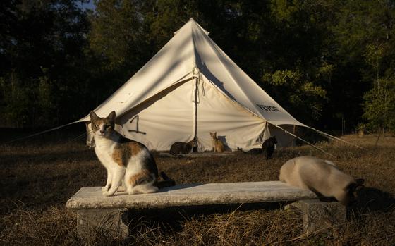 Cats of different colors hang out outside of a tent. 