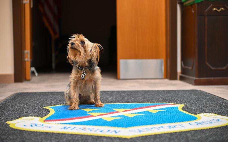 Archer, a Yorkshire terrier belonging to Air Force Chief Master Sgt. Melissa Robbins, waits for a treat at Incirlik Air Base in Turkey on Dec. 8, 2023. A 2016 pet ban for U.S. troops at the base was reversed in October, and Archer is the first pet at Incirlik since the new policy took effect.
