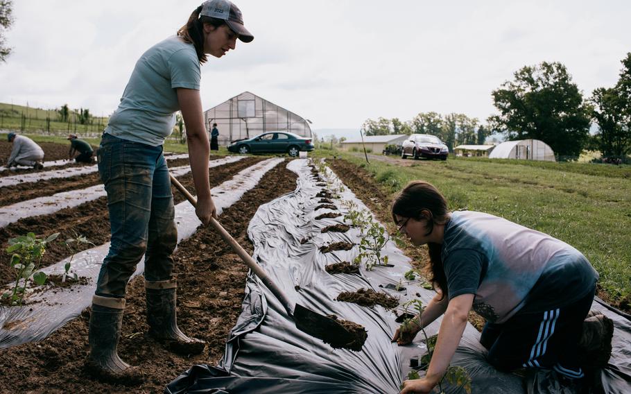 Teri Koster, an agriculture lead at the West Virginia University Organic Farm, shovels soil on top of a weed barrier as farm intern Hailey Lane holds the sheeting taut around the row of just-planted tomato starts. 