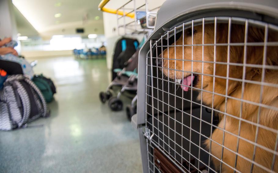 A dog that traveled on a Patriot Express flight sits in its kennel inside the passenger terminal at Yokota Air Base, Japan, in 2018.