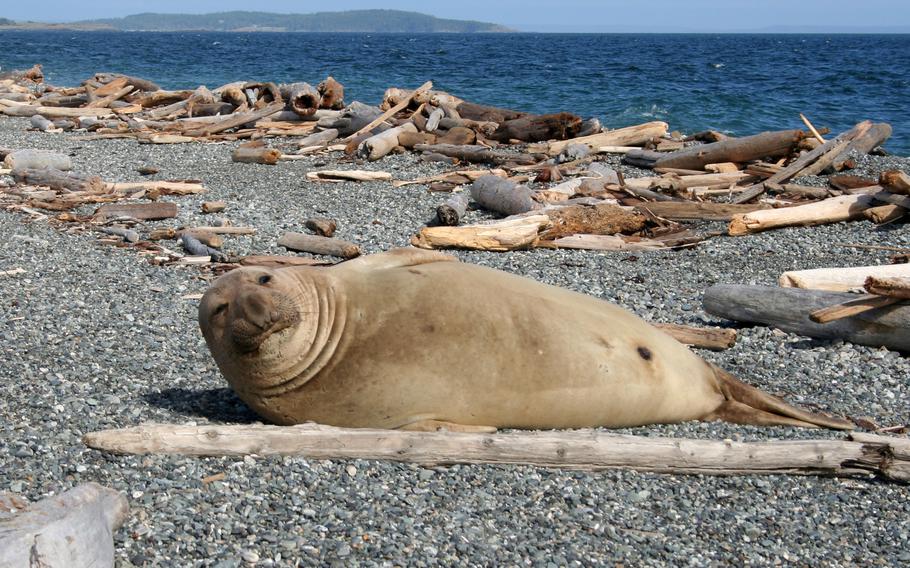 An elephant seal on the beach at San Juan Island National Historical Park in Puerto Rico. It’s home to incredible natural beauty, with a gorgeous rocky coastline, nearby pods of orcas, quiet forests and one of the last native prairies in the region. It’s also the historic site of the so-called Pig War between the U.S. and Great Britain.