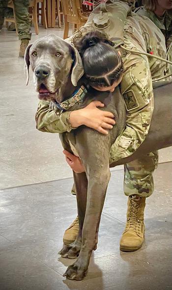 Maverick has been working as a therapy dog at the Fort Leonard Wood United Service Organizations Club since 2017. 