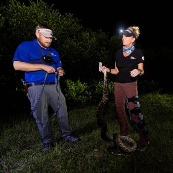 Python Huntress Amy Siewe holds the invasive 10-foot Burmese Python, originally caught by her colleague Harold Antonio Rondon-Mena, while her partner Dave Roberts prepares to measure the snake, during a hunting trip down Tamiami Trail on Sept. 5, in Miami. Roberts, her fiance, is also in the guiding business but with the more common quarry of fish.