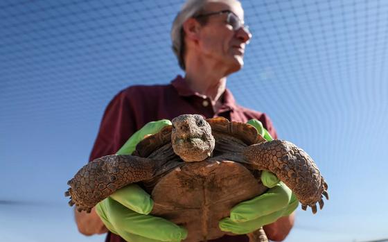 A man wearing gloves holds a tortoise in front of him in a habitat draped with netting.