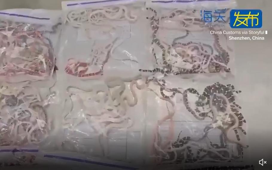 Chinese customs agents said July 9 that they intercepted a man with more than 100 live snakes in his pants at Futian Port in Shenzhen. 