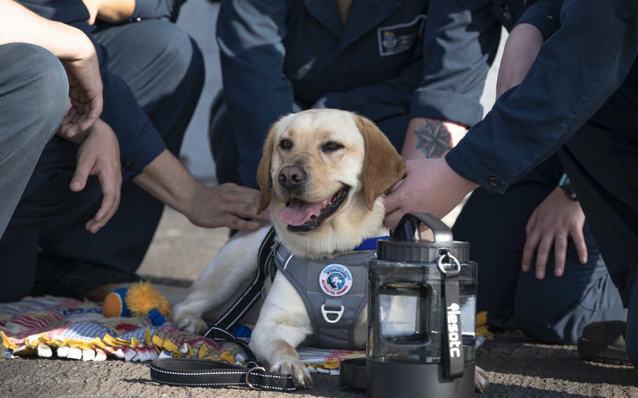 Sage is one of four dogs, guided by handlers, that visit sailors on some warships to help give them a positive mental health boost. 