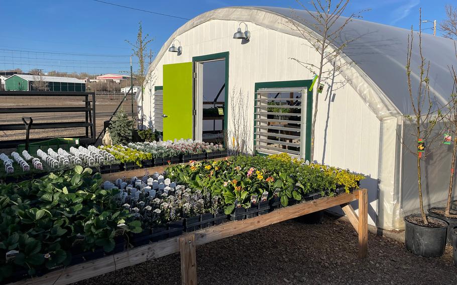 Madelyn House first designed her greenhouse business, Prairie House Gardens, in The Sims. “The Sims lets you be imaginative and lets creativity flow in a way that’s hard to do in real life,” she said. 