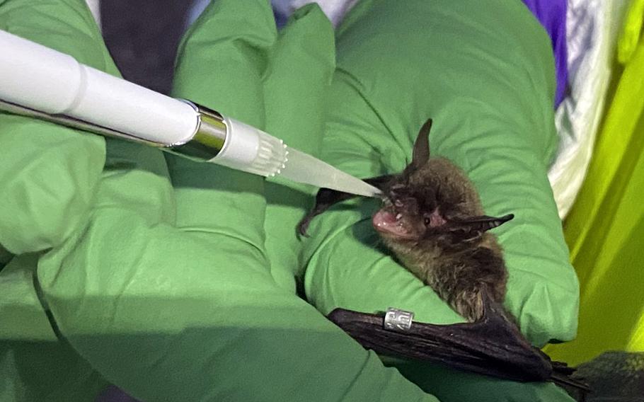 A bat receives a vaccine intended to target the white-nose fungal disease.