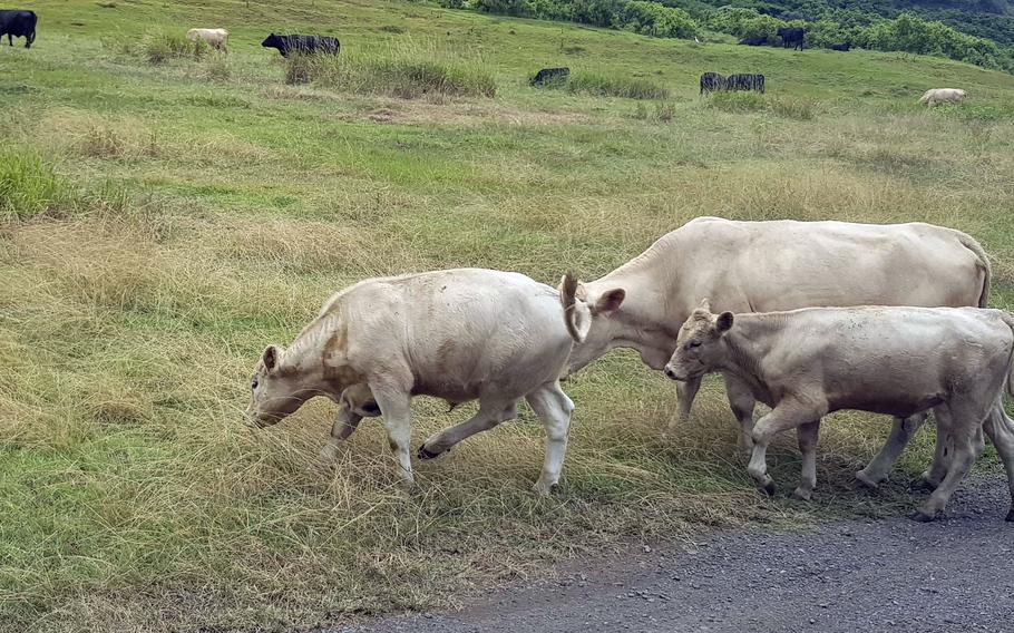 The Kua Loa Ranch, established more than a century ago, is a private nature reserve featuring hundreds of horses, cattle, pigs, sheep and more. 