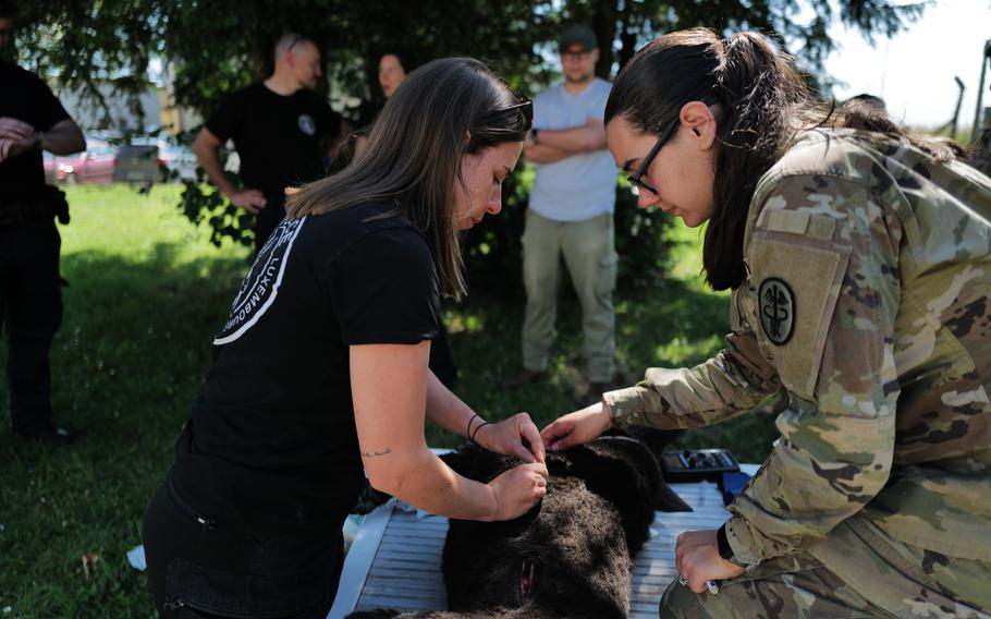 Luxembourg Police Deputy Commissioner Kim Scheuer, left, practices treatment of a gunshot wound on a dog mannequin with U.S. Army Spc. Syarra Bermudez of the Kaiserslautern veterinary team at Spangdahlem Air Base, Germany, on June 26, 2024.