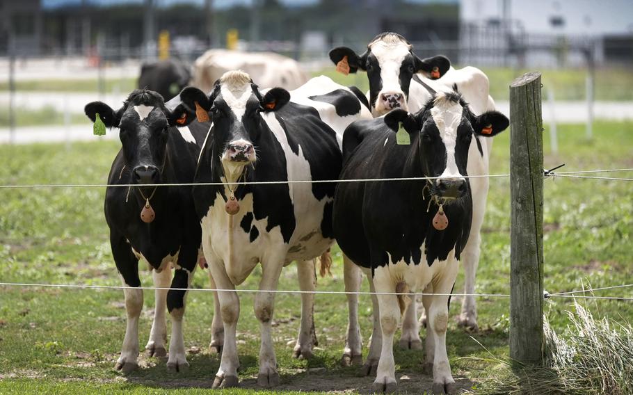 A group of cows stand together and look over a fence.