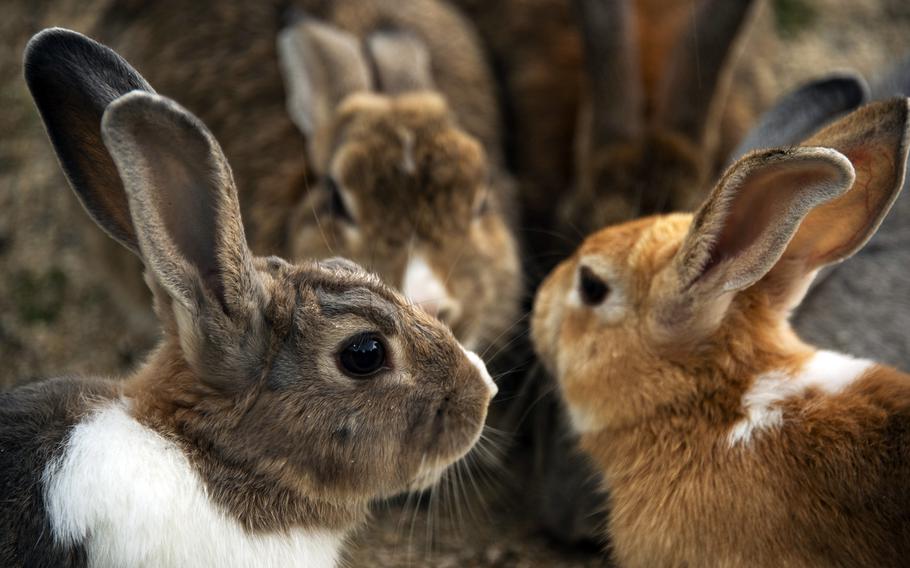 How the rabbits ended up on Okuno-jima is unclear, though they may have been released to help detect poisonous gas leaks, according to the island’s website. 