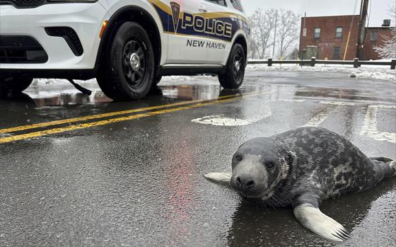 A baby seal lays on the street next to a police vehicle.