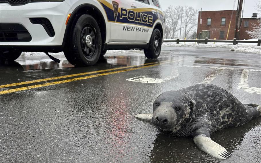 A baby seal lays on the street next to a police vehicle.