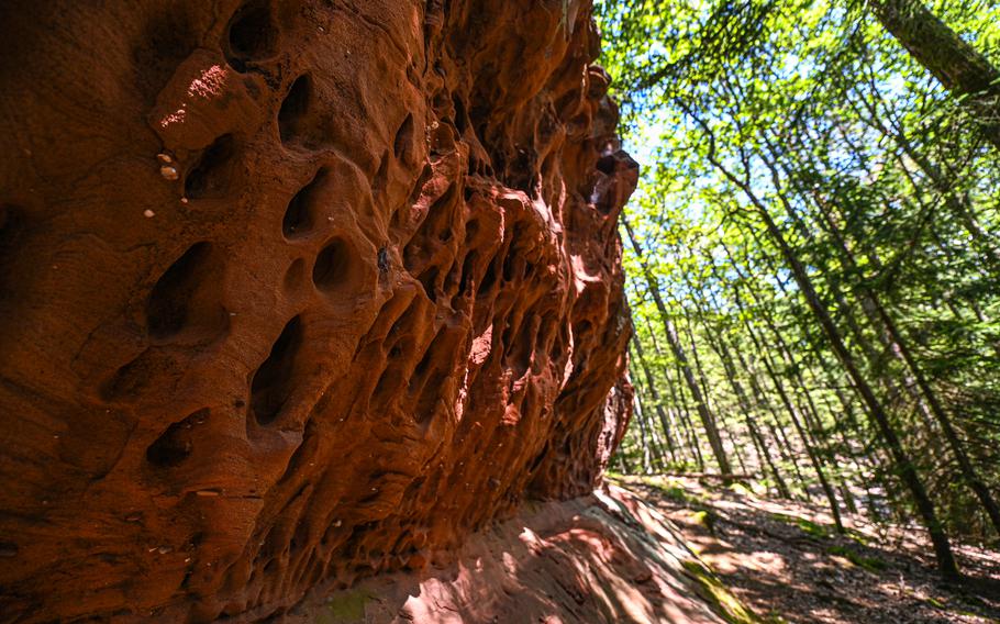 A close-up of tafoni, small cavelike formations on a sandstone wall in the Rumberg formation near Ludwigswinkel, Germany. These geological features form on rock surfaces, especially in sandstone, granite and other porous rocks as a result of weathering processes.