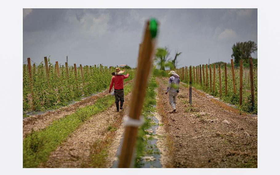 Two farmworkers tend to crops in Homestead, Florida. 