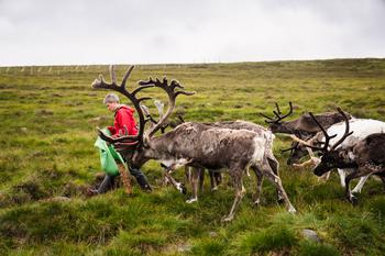 People walking with the reindeer