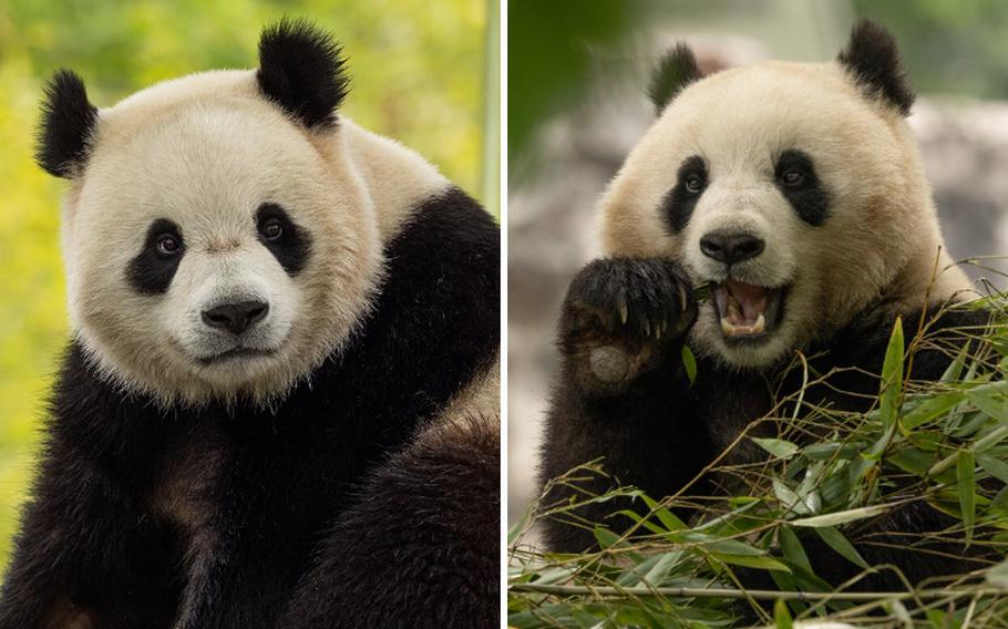 Side-by-side portraits of giant pandas Bao Li and Qing Bao.