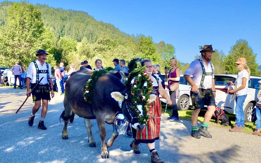 Woman walking on the right of side of cow and a man walking behind the cow