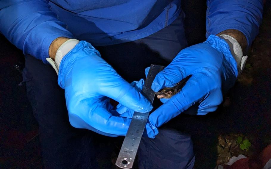 A U.S. Army biologist holds a big brown bat.