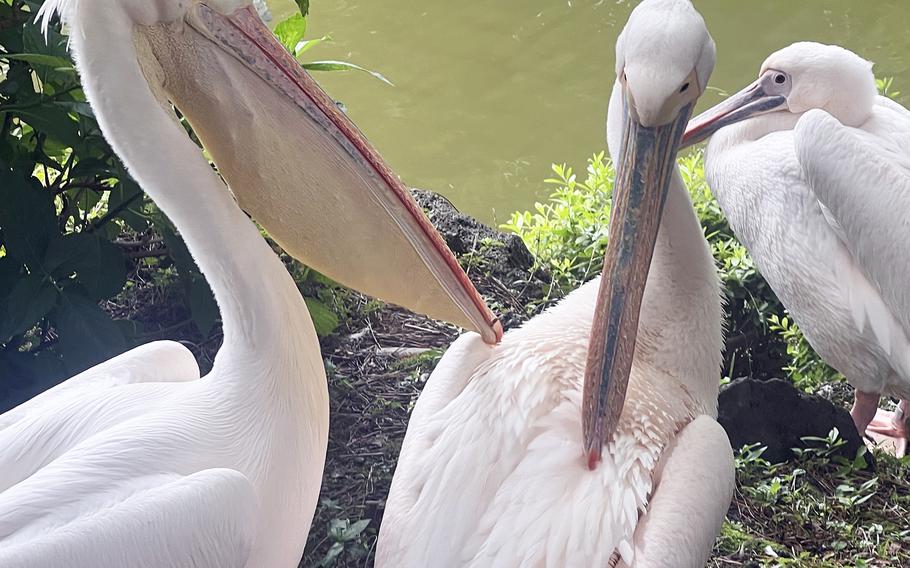 Pelicans socialize at Izu Shaboten Zoo in Ito, Japan. 