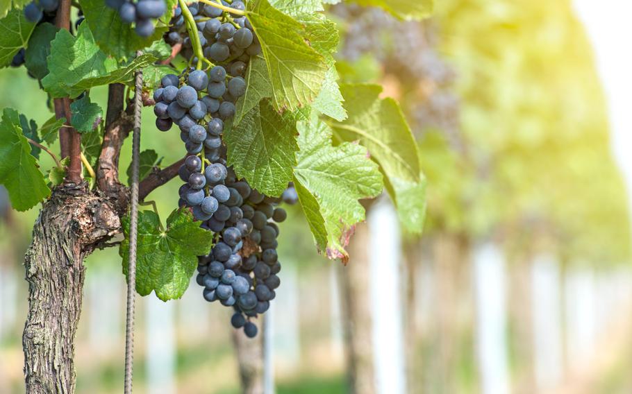 Bunch of grapes in the vineyard by sunny weather