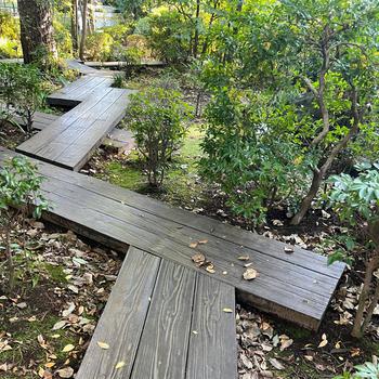 A boardwalk winds through a forested garden.