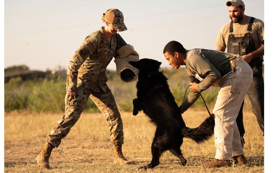 Air Force 2nd Lt. Madison Marsh gets bit by a military working dog