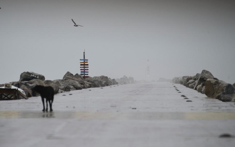 A bird flies over a deserted pier in Miramar, in the southwestern Gulf of Mexico, Wednesday, June 19, 2024. Tropical Storm Alberto formed on Wednesday in the southwestern Gulf of Mexico, the first named storm of the hurricane season. 