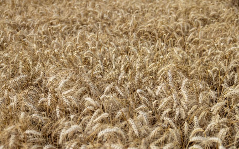 Class one milling wheat ready for harvest in Chelmsford, UK, on Wednesday, Aug. 3, 2022. Droughts, flooding and heat waves threaten wheat output from the U.S. to France and India, compounding shrinking production in Ukraine. 