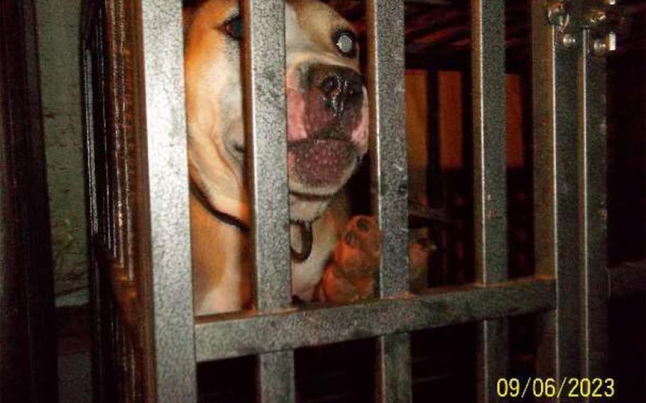 A yellow dog in a metal cage.