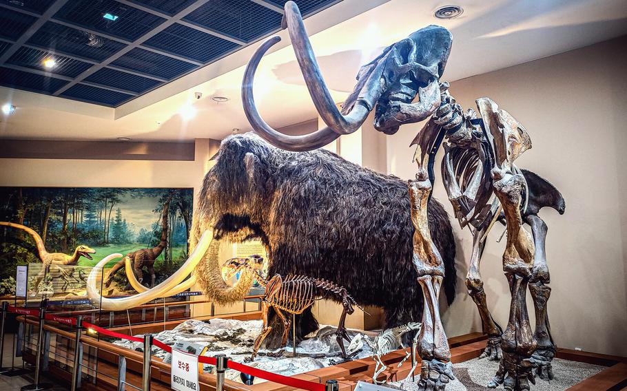 A large mammoth skeleton and a replica of a mammoth on display in a museum exhibit.