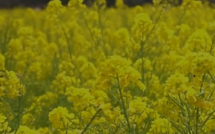 Canola flowers in full bloom.