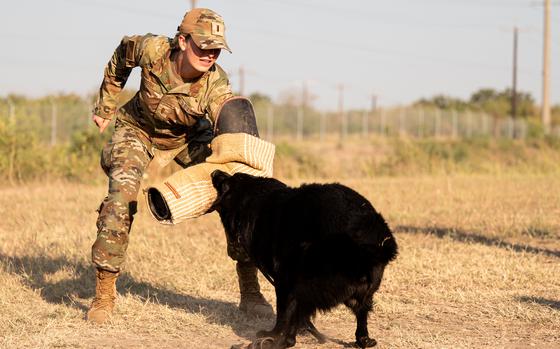 Air Force 2nd Lt. Madison Marsh, crowned Miss America 2024, donned the famous bite sleeve Oct 8, at the 37th Training Wing to experience first-hand what it takes to train the elite K-9 teams that play a vital role in national security. The 341 TRS represents the heart of the Department of Defense military working dog program, training over 600 handlers and nearly 300 canines annually. (U.S. Air Force photo by Miriam Thurber)