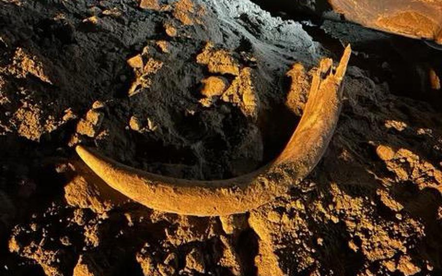 A mammoth tusk, around 7 feet long and 120 pounds, discovered by miners in May at Freedom Mine in Beulah, N.D. 