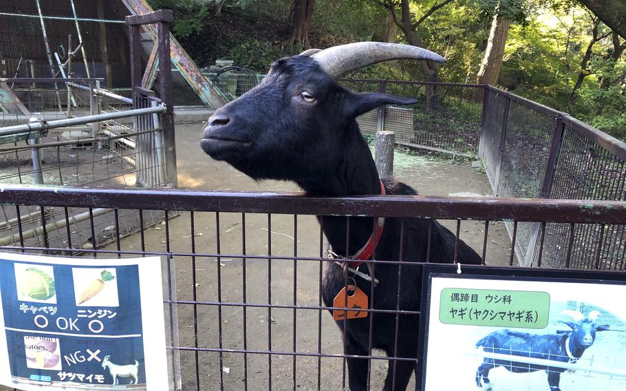 A goat peers over a barred enclosure at a small zoo on Mount Hodo.