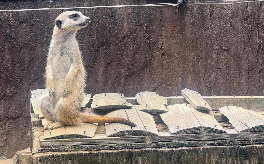 A meerkat poses at Izu Shaboten Zoo in Ito, Japan. 