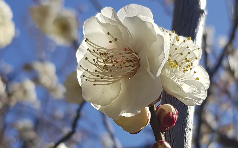 Close-up view of a white flower sprouting from a tree branch.